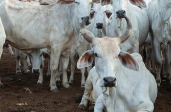PIB do agronegócio salta 12,2% em 2025 impulsionado pela pecuária