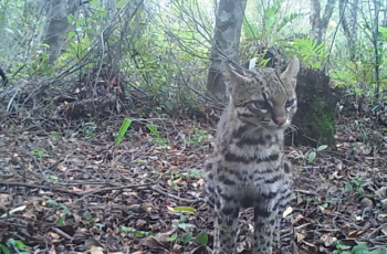 Gato-do-mato-pequeno é flagrado em Porto Alegre e gera repercussão nas redes sociais 2 VÍDEO: menor felino selvagem do Brasil é registrado por câmera no RS