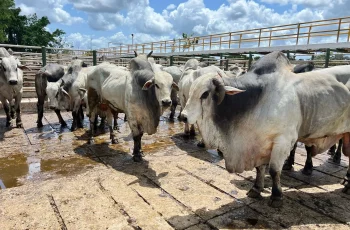 Arroba do boi se mantém em R$ 350 e mercado segue firme na região de Feira de Santana - Acorda Cidade