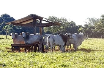 Preço do boi gordo recua em São Paulo com aumento da oferta e pressão no atacado