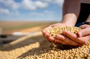 Produtores seguram vendas de soja em Mato Grosso diante da queda nos preços, aponta Imea