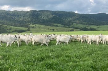 Boi gordo recua R$ 2,00 por arroba em São Paulo com aumento da oferta e consumo enfraquecido 3 Boi gordo recua em São Paulo com aumento da oferta e consumo enfraquecido de carne bovina