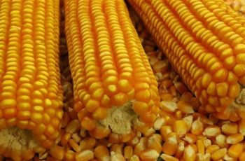 No Rio Grande do Sul, o mercado físico segue com baixa liquidez