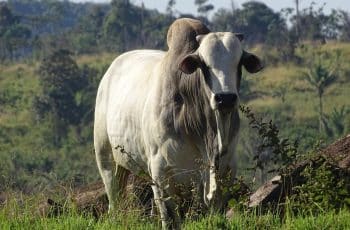 Cacoal :: Preço da arroba do boi gordo se aproxima de R$ 220 em Rondônia; veja cotação