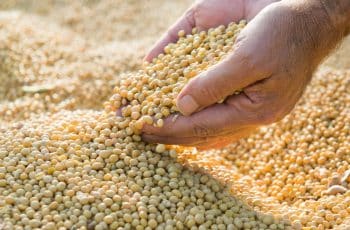 Safra recorde: cadeia da soja e biodiesel cresce 11,7% em 2025 e representa 5,4% do PIB