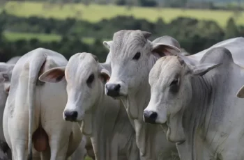 Arroba do boi gordo mantém valor em R$ 339,50 à vista em Campo Grande, Dourados e Três Lagoas; vaca gorda a R$ 306,50 3 Preço estável na arroba do boi e da vaca gorda em MS -