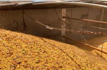 Preço da soja disponível em Mato Grosso e farelo aumenta