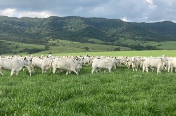 Boi gordo recua R$ 2,00 por arroba em São Paulo e Mato Grosso na última semana 2 Boi gordo recua em São Paulo com aumento da oferta e consumo enfraquecido de carne bovina
