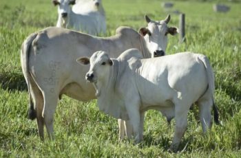 Arroba do boi gordo mantém preço em Dourados e Campo Grande a R$ 341,00; vaca gorda a R$ 306,50 3 Estável: Arroba do boi e da vaca gorda mantém preço em MS -