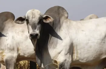 Arroba do boi gordo mantém preço em Campo Grande a R$ 341,00 e em Dourados a R$ 341,00; vaca gorda está a R$ 306,50 em Campo Grande e R$ 308,50 em Dourados. 10 Preço da arroba do boi e da vaca estável em MS -