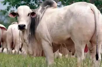 Arroba do boi e da vaca gorda segue estável em MS -