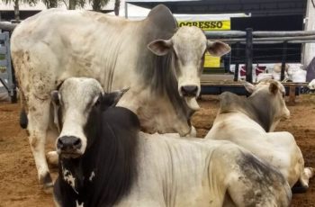 Arroba do boi gordo recua para R$ 339,50 em Campo Grande e Dourados, enquanto vaca gorda mantém preço em R$ 306,50 1 Queda do preço da arroba do boi na Capital e em Dourados -