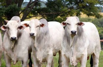Arroba do boi gordo sobe R$ 2,00 em Três Lagoas, mantendo-se em Dourados e Campo Grande a R$ 341,00 7 Arroba do boi gordo aumenta em Três lagoas -