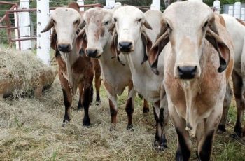 Boi gordo encerra a terça-feira (26) cotado a R$ 347,80, com alta de 0,87% na última semana de maio 4 Preço da arroba do boi gordo reage no fim de maio impulsionado por exportações - Conexão Safra