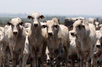 Preço do boi gordo perde força antes do Dia das Mães e mercado aponta acomodação da arroba