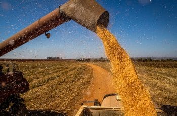 Milho fecha em alta nas bolsas, mas clima preocupa produtores no Brasil - SBA1