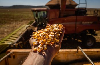 Colheita de milho em Mato Grosso atinge 1,94% da área cultivada, avanço de 1,37 ponto percentual na semana 1 Mato Grosso colheu quase 2% da área de milho na safra 2025/26, diz Imea