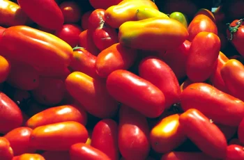 Cento Fine Foods enfrenta processo por suposta rotulagem enganosa de tomates "San Marzano" 1 Cento Fine Foods sued over alleged San Marzano 'tomato fraud'