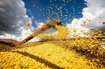 Com demanda aquecida, cotação da soja segue firme no Brasil - SBA1
