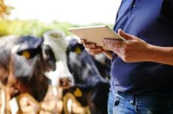 Mercado pecuário do Rio Grande do Sul terá indicador oficial para precificação da arroba bovina a partir de 9 de outubro. 5 Rio Grande do Sul passa a ter indicador oficial para preço da arroba do boi