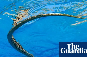 Invasão de serpentes ameaça lagartos endêmicos nas Ilhas Baleares após registro de nova captura em Santa Eulària 5 ‘This is a tragedy’: swimming snakes open new front in battle with Balearic lizards | Snakes