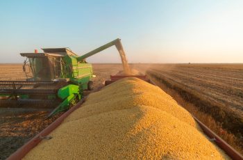 Colheita de safra alcança 21,5% da área prevista e preço da saca de soja fica abaixo de R$ 100 em MT