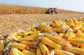 Custeio da safra 2026/27 do milho é estimado em R$ 3.799,42 por hectare, alta de 14,46% em relação à safra 25/26 9 Mato Grosso acelera colheita do milho, mas alta dos custos em 14% exige cautela na próxima safra