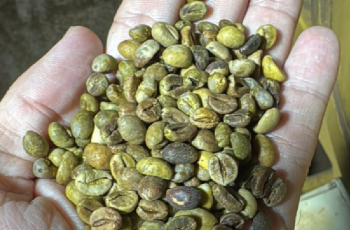 Café conilon tipo 7 avança e encerra a semana a R$ 915 a saca, com alta de 3,9% em relação à abertura dos mercados 1 Mercado de café volta a subir após semanas de pressão, diz analista de negócios da Cooabriel