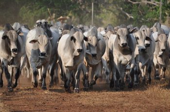 Arroba do boi gordo encerra em Campo Grande a R$ 336,50, com queda de R$ 3,00 2 Capital tem queda nos preços da arroba do boi e da vaca gorda -