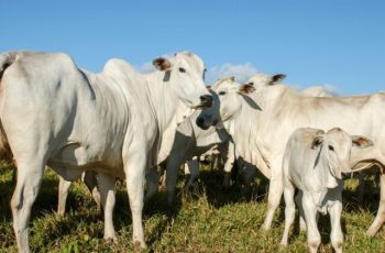Arroba do boi gordo encerra em R$ 336,50 em Campo Grande e Dourados, com queda de R$ 3,00 em Dourados 2 Arroba do boi gordo tem queda em Dourados -