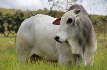 Arroba do boi gordo encerra em R$ 336,50 em Campo Grande e R$ 339,50 em Dourados, com queda de R$ 2,00 em Três Lagoas para R$ 334,50 2 Arroba do boi gordo tem queda de preço em Três Lagoas -