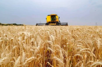 Soja avança 0,62% e encerra a R$ 124,68 por saca no Paraná; em Paranaguá, alta de 1,77% leva a cotação para R$ 133,39. 5 SOJA E TRIGO: confira os preços dos grãos nesta sexta-feira (19)