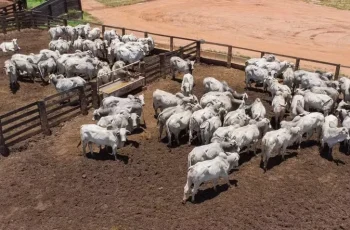 Boi gordo encerra estável a R$ 347 a arroba; vaca e novilha sobem R$ 2. 4 Preço do boi gordo segue estável, mas tendência é de reajustes no curto prazo – PORTAL LJ