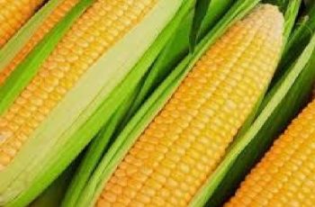 Milho avança 1,58% e fecha a US$ 4,16 por bushel na Bolsa de Mercadorias de Chicago 8 PLATAFORMA SAFRAS