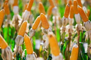 Milho encerra em queda de 2,04%, cotado a US$ 4,3150 por bushel na Bolsa de Chicago 8 Milho fecha em queda na Bolsa de Chicago pelo quarto dia consecutivo