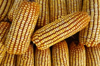 Produção de milho do Brasil em 2025/26 é estimada em 139,94 milhões de toneladas, com leve queda em relação à previsão anterior. 1 Safras & Mercado reduz previsão de colheita de milho do Brasil e vê queda anual