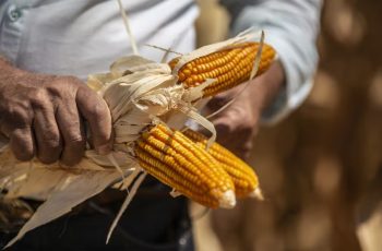 Milho na Bolsa de Chicago avança e julho encerra a US$ 4,21 por bushel; B3 registra queda com julho a R$ 63,94 4 Milho fecha em alta na Bolsa de Chicago nesta 4ª, na esteira do trigo e da soja