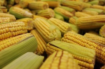Milho no Brasil atinge colheita histórica de 123 milhões de toneladas na safra de 2026 3 O mercado de milho no Brasil e a força da livre concorrência no campo