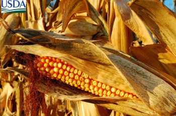 USDA informa venda de 115 mil toneladas de milho para a Colômbia da safra 2026/27 6 USDA informa nova venda de milho à Colômbia nesta 5ª (4)