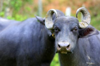 Búfalo ultrapassa R$ 10,37 por quilo vivo no Rio Grande do Sul, com aumento de 8,36% em um mês. 7 Preço do búfalo avança no Rio Grande do Sul e encosta no valor do boi