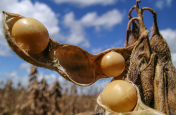 Soja recua em Chicago, com julho cotado a US$ 11,77 por bushel 10 Soja estende perdas na Bolsa de Chicago nesta 3ª e mantém pressão sobre os preços no Brasil