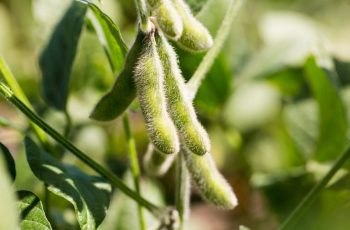 Preços da soja ampliam perdas em Chicago nesta 6ª feira, após relatório do USDA e clima nos EUA