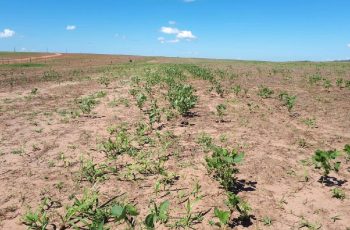 Início do Vazio Sanitário da soja em Mato Grosso visa controlar ferrugem asiática e garantir produtividade futura 1 Aprosoja MT reforça os cuidados durante o Vazio Sanitário da soja