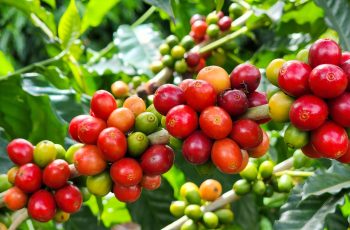 Cotação do café sobe forte com incertezas sobre a oferta do Brasil