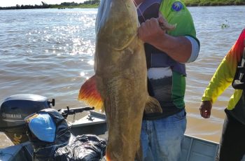 Festival Internacional de Pesca Esportiva de Cáceres Premia Captura de Jaú de 1,30 Metro com Motor de Popa de 30 HP 9 Jaú de 1,30 metro garante prêmio especial no Festival Internacional de Pesca Esportiva de Cáceres