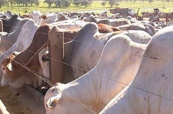 Preço da arroba do boi pode alcançar R$ 400,00 nos próximos meses, segundo especialistas. 1 Fim de cota na China derruba preço da arroba do boi e gera incerteza