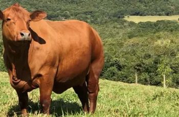Boi gordo avança 0,32% e encerra a R$ 343,75 na sexta-feira (24) 9 Boi gordo: confira a cotação desta sexta-feira