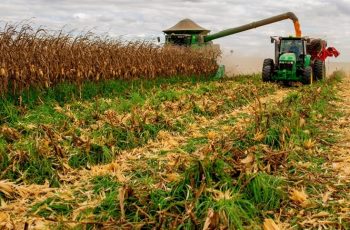 Alta no preço do milho é impulsionada por clima e conflitos globais