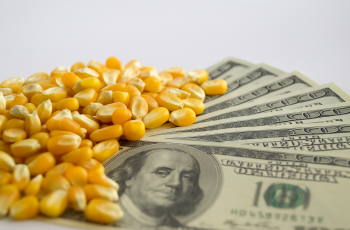 Milho fecha em alta de 2,47% a R$ 70,58 por saca na B3 5 Alta do Milho: Chicago e Brasil Sentem Impactos no Mercado
