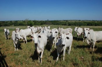 Arroba do boi gordo encerra junho a R$ 347,59, com alta de 4,6% desde janeiro 9 Arroba do boi gordo valoriza com demanda firme e oferta restrita